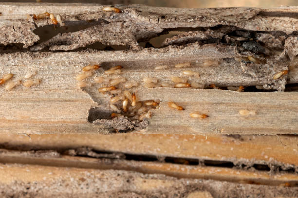 Flea Control Services in Watchung, NJ
